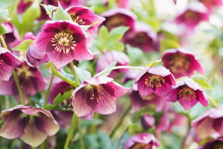 Quali sono i fiori invernali che resistono al freddo